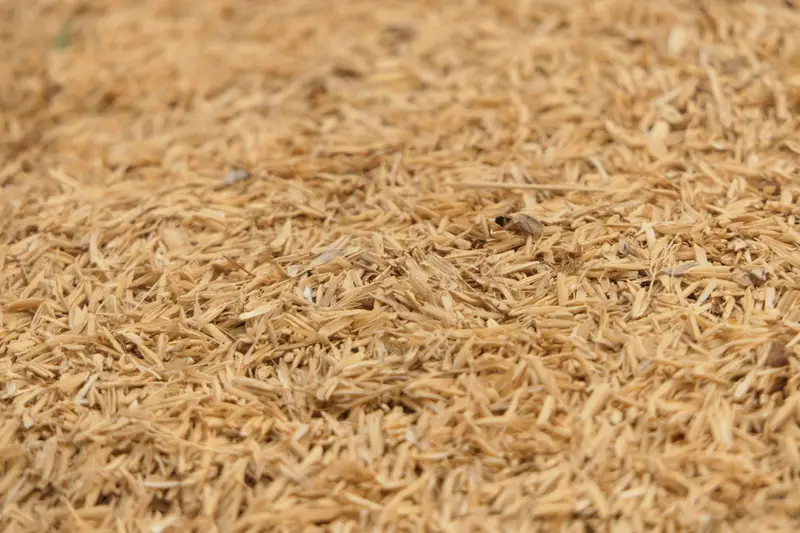 Close-up of a pile of wholegrain brown rice