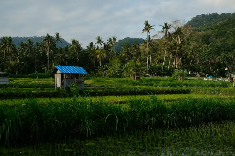 Green rice paddy field with a small hut under a clear sky
