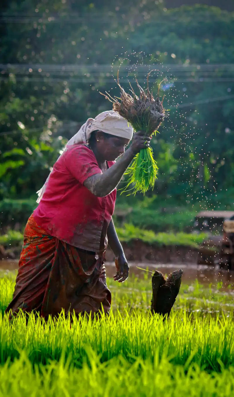 Farmer harvesting rice by hand in a paddy field
