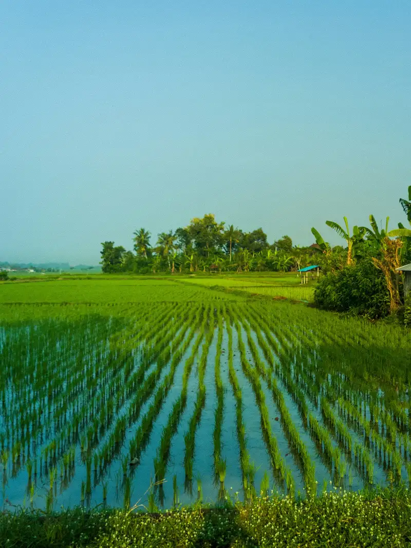 Rows of lush green rice paddies under a clear sky